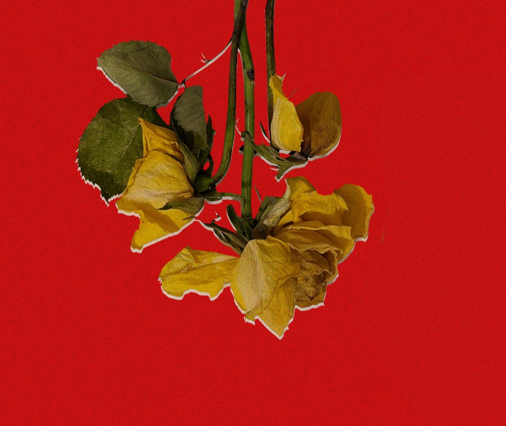Cultura — dried yellow roses on a red grainy background, cutout style